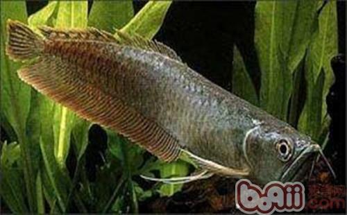 黑龍魚