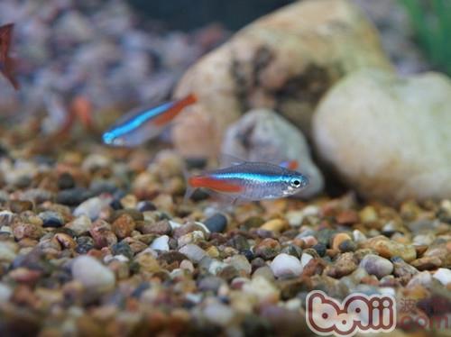 紅綠燈魚