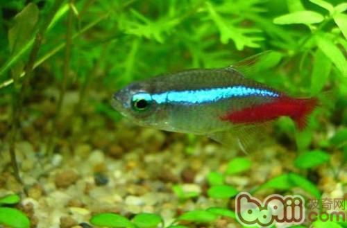 紅綠燈魚