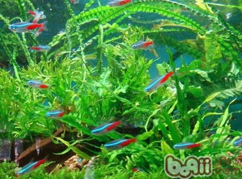 紅綠燈魚