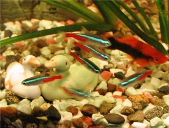 紅綠燈魚