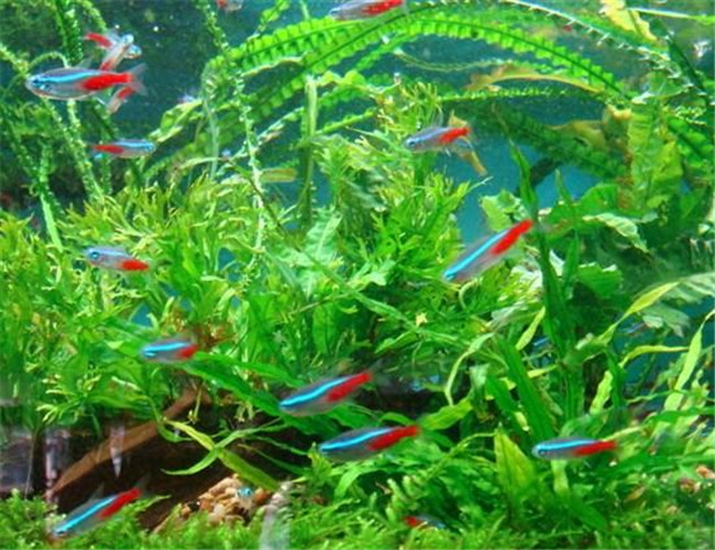 紅綠燈魚