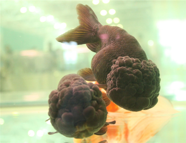 紅綠燈魚