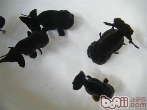 黑蘭壽