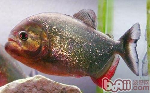 食人鲳