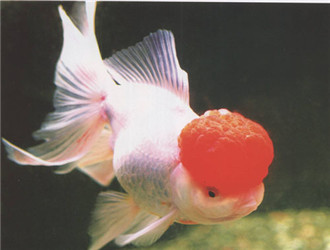 鶴頂紅金魚