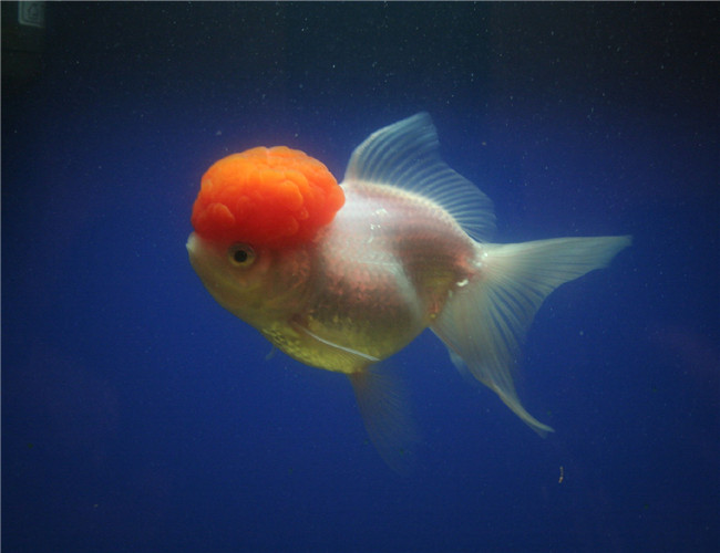 鶴頂紅金魚