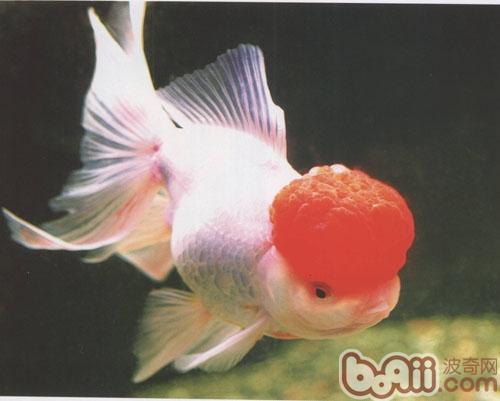 鶴頂紅金魚
