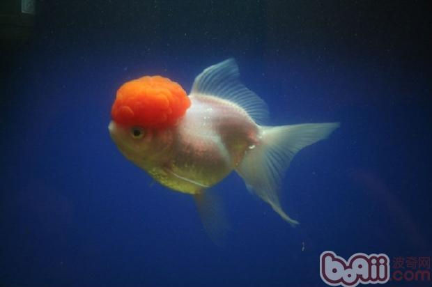 鶴頂紅金魚