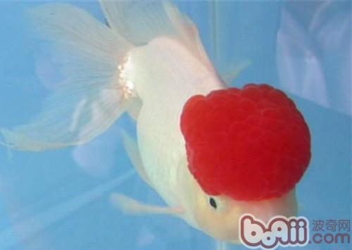 鶴頂紅金魚