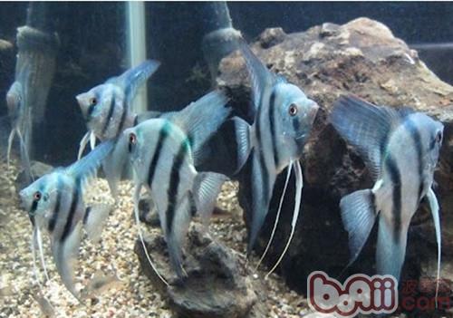 神仙魚