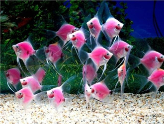 神仙魚