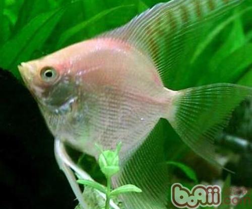 神仙魚