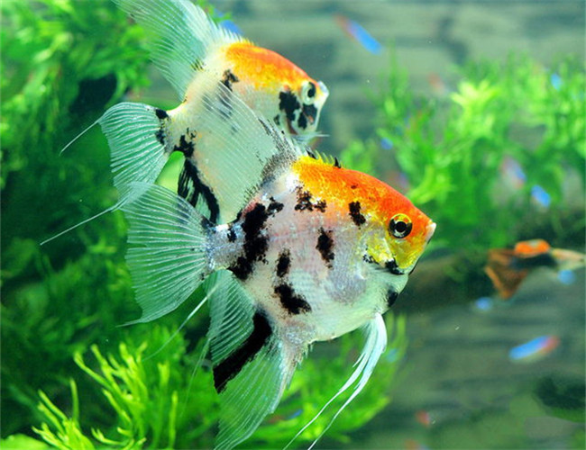 神仙魚