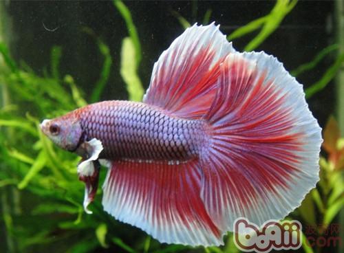 半月斗魚