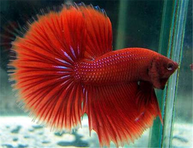 半月斗魚
