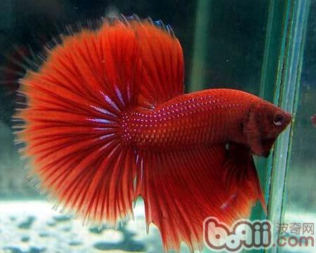 半月斗魚