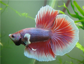 半月斗魚