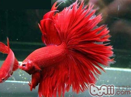 半月斗魚