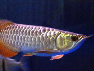 星點龍魚