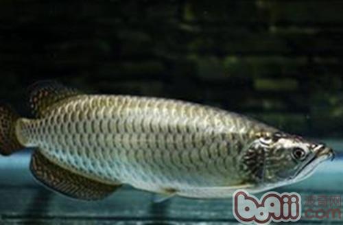 星點龍魚