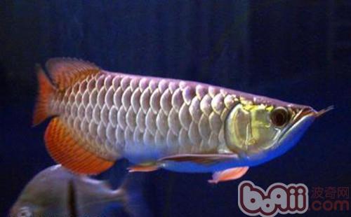 星點龍魚