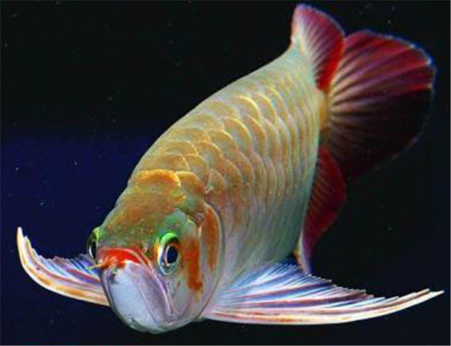 星點龍魚
