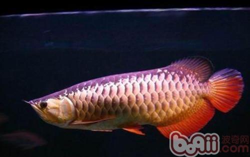 星點龍魚