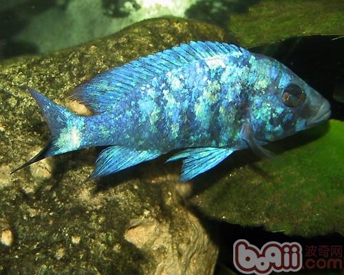 藍寶石魚