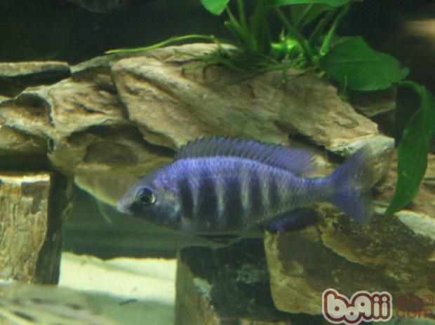 藍寶石魚