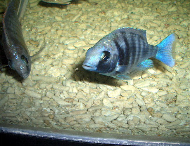 藍寶石魚