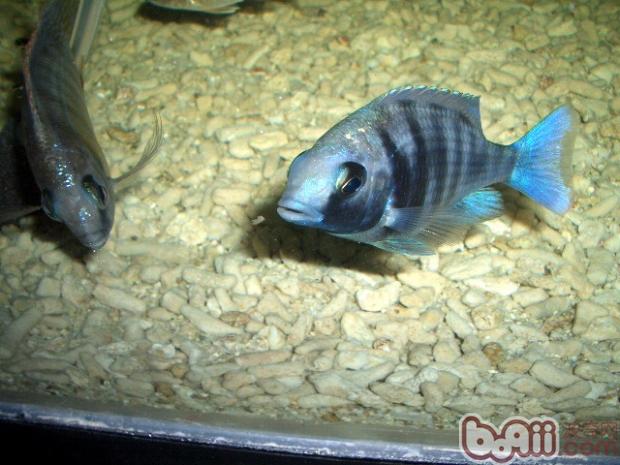 藍寶石魚