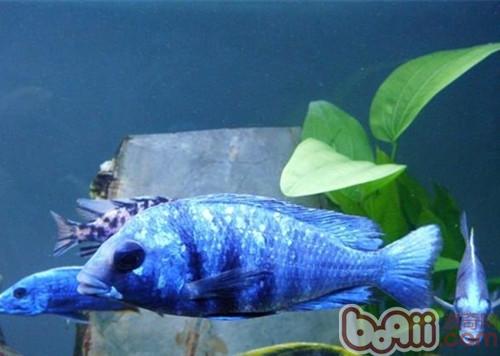 藍寶石魚