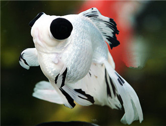 熊貓金魚