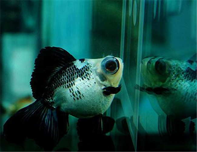 熊貓金魚