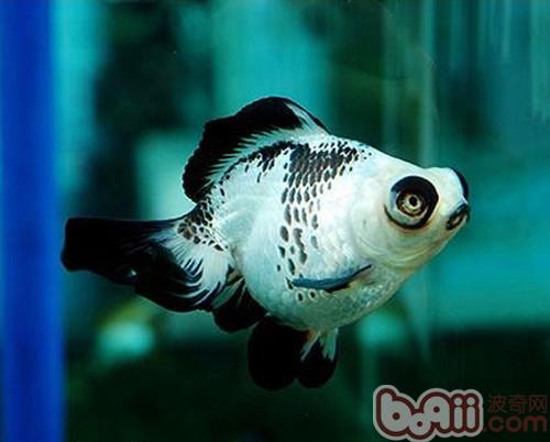 熊貓金魚