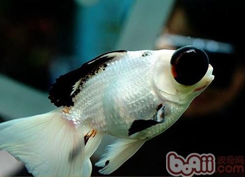 熊貓金魚