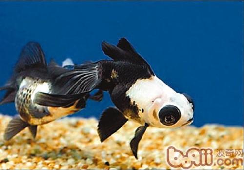 熊貓金魚