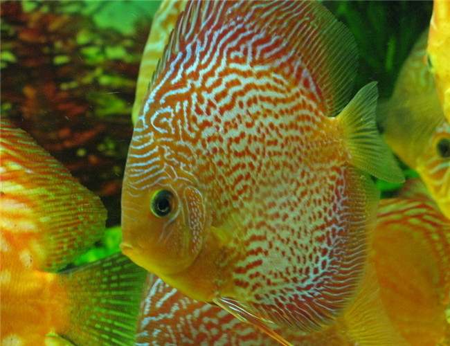 七彩神仙魚