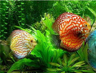 七彩神仙魚