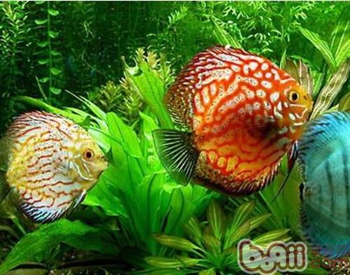 七彩神仙魚