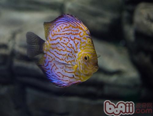 七彩神仙魚