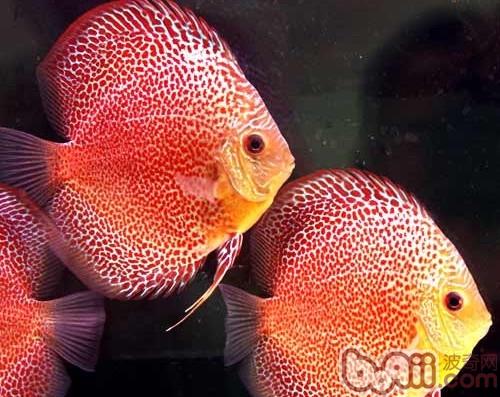 七彩神仙魚