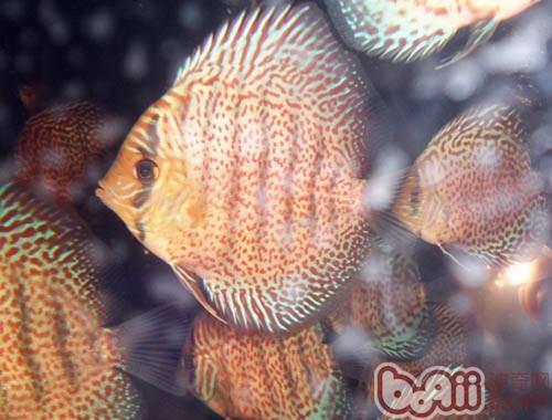 七彩神仙魚