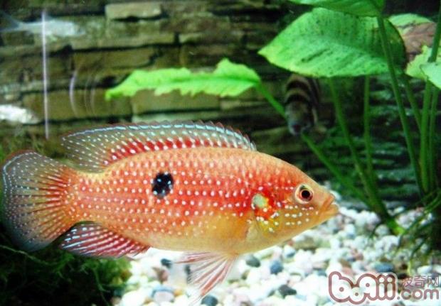 紅寶石魚