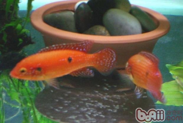 紅寶石魚