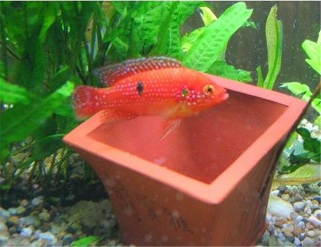 紅寶石魚