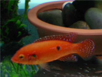紅寶石魚