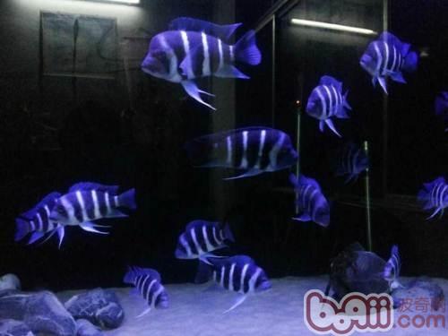 薩伊藍六間魚