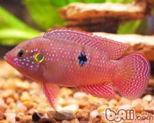 紅寶石魚